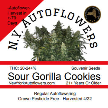 Sour Gorilla Cookies