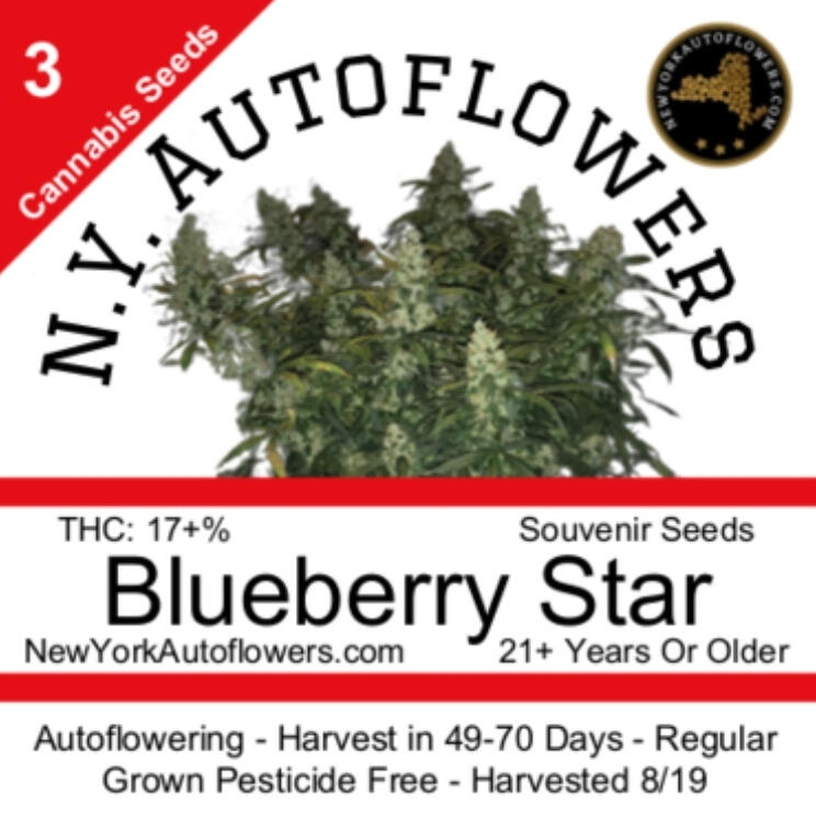 Blueberry Star